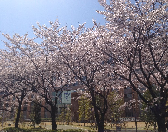 sakura2015.jpg